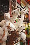 Stuffed baby llamas in Witches' Market, La Paz, Bolivia, South America
