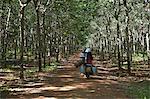 Rubber workers driving through rubber plantation, Kampong Cham, Cambodia, Indochina, Southeast Asia, Asia