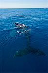 Humpback whale (Megaptera novaeangliae) in Harvey Bay, Queensland, Australia, Pacific