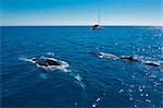 Humpback whale (Megaptera novaeangliae) watching in Harvey Bay, Queensland, Australia, Pacific