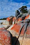 Bay of Fire, voted one of the most beautiful beaches in the world, Tasmania, Australia, Pacific