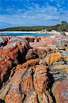 Bay of Fire, voted one of the most beautiful beaches in the world, Tasmania, Australia, Pacific