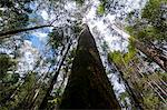 Pandani Grove Nature Trail, Mount Field National Park, Tasmania, Australia, Pacific