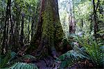 Pandani Grove Nature Trail, Mount Field National Park, Tasmania, Australia, Pacific