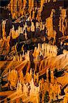 Close up of the pinnacles, beautiful rock formations of Bryce Canyon National Park at sunset, Utah, United States of America, North America