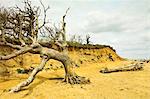 Severe erosion of loose Quaternary glacial sands on this coast that has retreated more than 500m since the1830s, Covehithe, Suffolk, England, United Kingdom, Europe