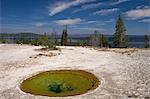 Ephedra spring, West Thumb Geyser Basin, Yellowstone National Park, UNESCO World Heritage Site, Wyoming, United States of America, North America