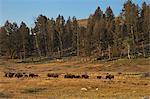 Bison herd in early morning sun, Lamar Valley, Yellowstone National Park, UNESCO World Heritage Site, Wyoming, United States of America, North America