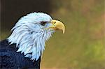 Captive bald eagle (Haliaeetus leucocephalus), Grizzly and Wolf Discovery Centre, West Yellowstone, Montana, United States of America, North America