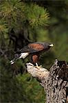 Harris hawk (Parabuteo unicinctus), Bearizona Wildlife Park, Williams, Arizona, United States of America, North America