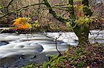 Autumn trees by the River Greta in Brundholme Woods, Keswick, Cumbria, England, United Kingdom, Europe