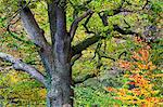 Autumn tree in Borrowdale, Lake District National Park, Cumbria, England, United Kingdom, Europe