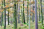Pine trees in woodland near Grange, Borrowdale, Lake District National Park, Cumbria, England, United Kingdom, Europe