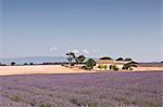 A house amongst lavender fields on the Plateau de Valensole, Alpes de Haute-Provence, Provence, France, Europe
