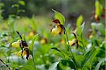 Close-Up of Cypripedium Calceolus, Lady's Slipper Orchids, Oberpfalz, Bavaria, Germany