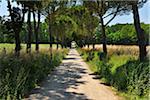 Rural Road with Trees in Summer, Monteroni d'Arbia, Province of Siena, Tuscany, Italy