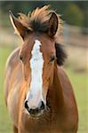 Close-Up of Bavarian Warmblood Horse