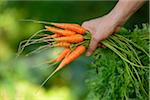 Close-Up of Hand Holding Bunch of Harvested Carrots, Bavaria, Germany, Europe