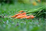 Bunch of Harvested Carrots Lying on Grass, Bavaria, Germany, Europe