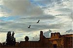 Two White Storks Flying over El Badi Palace, Medina, Marrakesh, Morocco, Africa