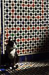 Portrait of Cat Sleeping in Sun Beam in front of Tiled Wall, Bahia Palace, Medina, Marrakesh, Morocco, Africa