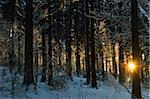 Sun Shining Through Trees in the Afternoon, Black Forest in Winter, near Villingen-Schwenningen, Schwarzwald-Baar, Baden-Wuerttemberg, Germany