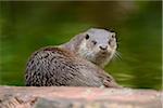 Wet European Otter (Lutra lutra) Looking Back at Camera, Bavaria, Germany