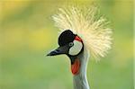 Close-Up of Grey Crowned Crane (Balearica regulorum)