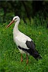 White Stork (Ciconia ciconia) Standing in Long Grass