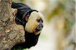 White-faced Saki Monkey (Pithecia pithecia) Leaning out from Tree