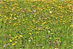 Alpine Flower Meadow in the Spring, Arabba, Passo Pordoi, Province of Belluno, Veneto, Dolomites, Italy
