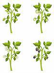 Four phases of blackberry sprout growth, vector illustration