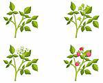 Four phases of raspberry sprout growth, vector illustration