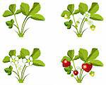 Four phases of strawberry sprout growth, vector illustration