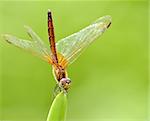 An orange dragonfly resting on the tip of a plant