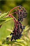 black fruits elderberry on background green leaf