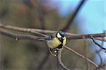 Great Tit on a Bush Branch, Park LTA, St.Petersburg, Russia