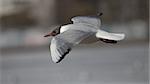 Black-Headed Gull, Pond on the outskirts of St.Petersburg, Russia