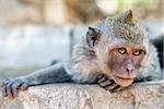 Artful monkey looking in the camera and is ready to grab, crab-eating macaque or the long-tailed macaque (Macaca fascicularis), Bali. Selective focus on eyes.