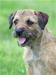 Portrait of a border terrier