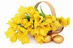 Yellow tulip flower arrangement in an easter basket with golden chocolate eggs over white background.