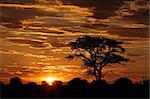 Sunset with silhouetted African Acacia tree and clouds, Kalahari desert, South Africa