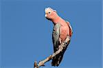 Galah Cockatoo (Cacatua roseicapilla), Kakadu National Park, Northern territory, Australia