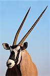 Portrait of a Gemsbok antelope (Oryx gazella) against a blue sky, Kalahari desert, South Africa