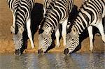 Plains (Burchells) Zebras (Equus quagga) drinking water, Mkuze game reserve, South Africa