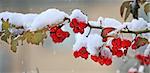 Panoramic view on branch with red berries covered with melting snow.