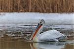 Dalmatian Pelican (Pelecanus crispus) in the Danube Delta, Romania