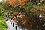 river and autumn orange trees on the bank