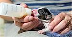 Small puppy Papillon fed of baby bottle