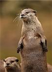 A pair of Oriental Short-Clawed Otters